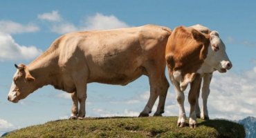 Popis plemene krav simmental